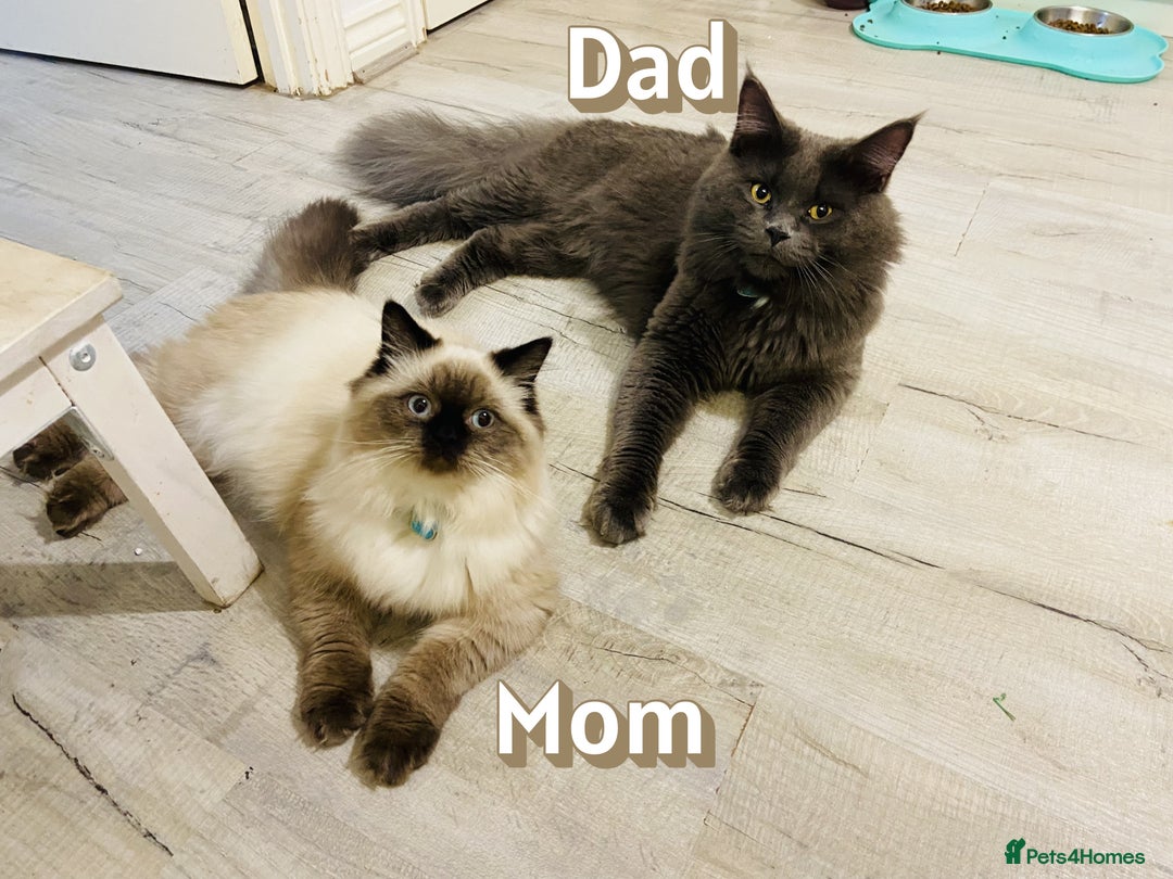 Mixed Breed cats for sale:  Maine Coon x Ragdoll Mix, Ready Early November - Image 1