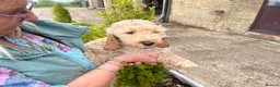 Cockapoo dogs for sale: COCKERPOO PUPS FROM 5 STAR LICENSED HOME BREEDER - Advert 1