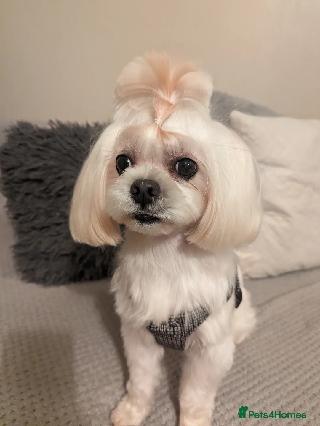 Maltipoo dogs for sale: Maltipoo - Advert 9