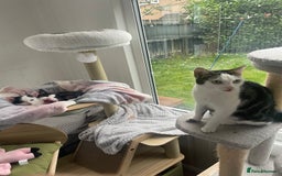 Domestic Shorthair cats for sale: 2 Male Kittens - Image 3