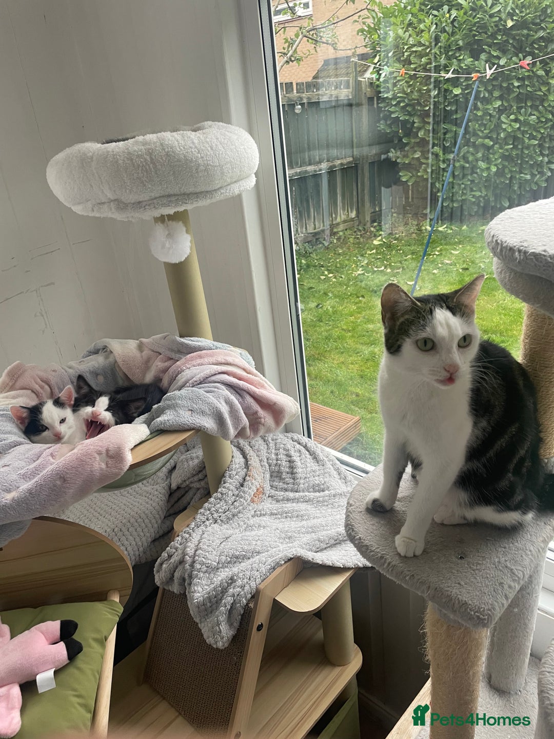 Domestic Shorthair cats for sale: 2 Male Kittens - Image 3