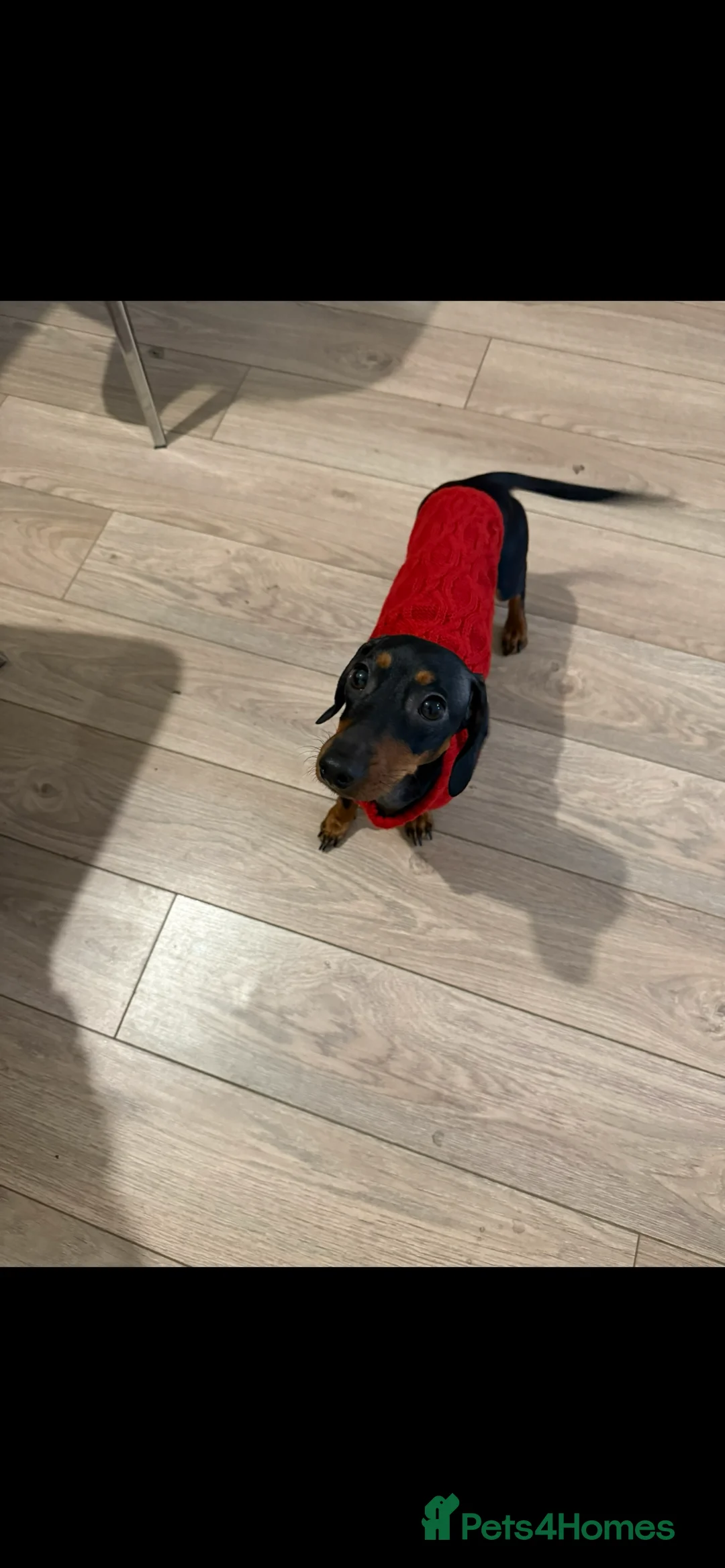 Miniature Dachshund dogs for sale: Female miniature dachshund  - Advert 12