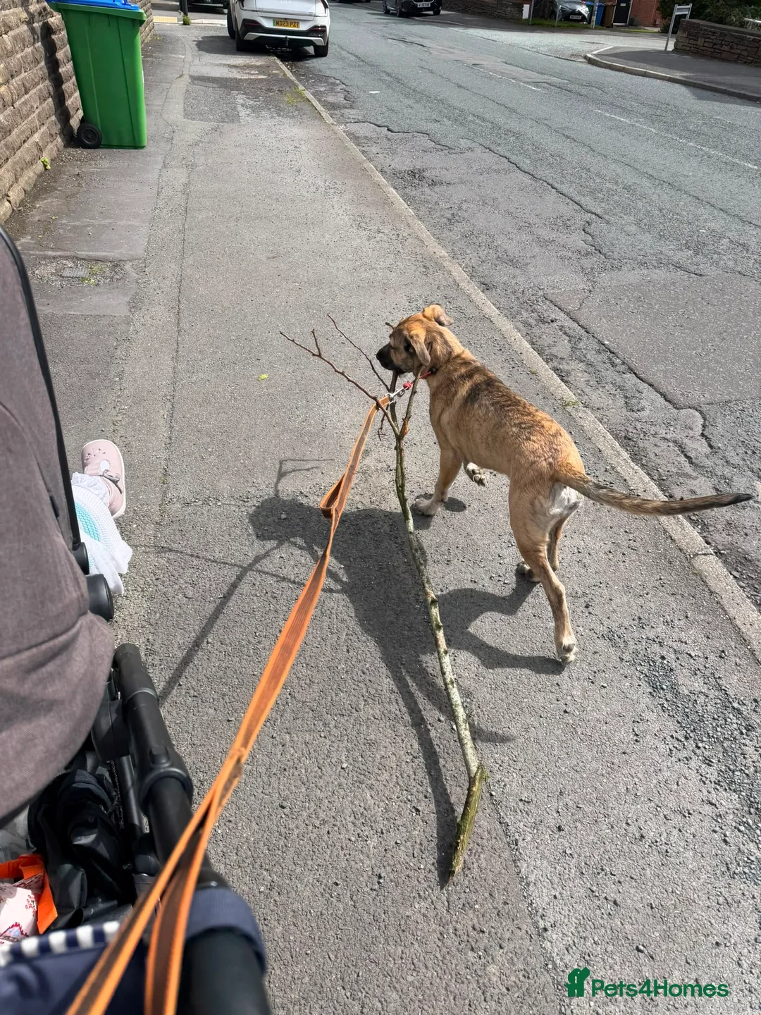 Mixed Breed dogs for sale: Toffee  - Advert 2