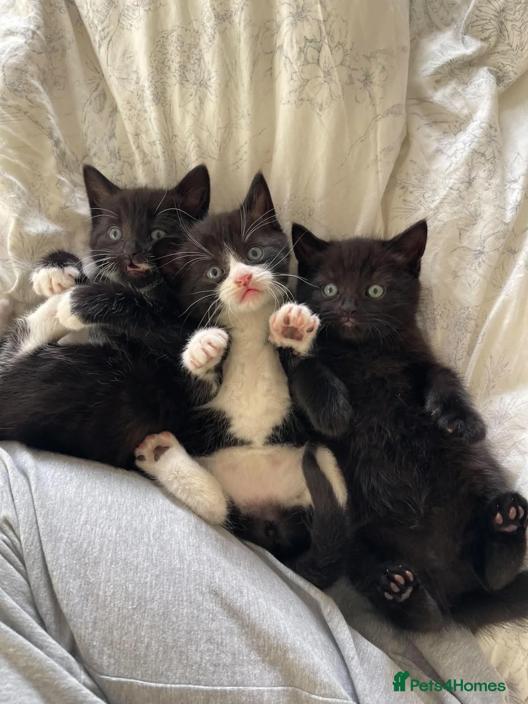 Bombay cats for sale: Bombay - Advert 1