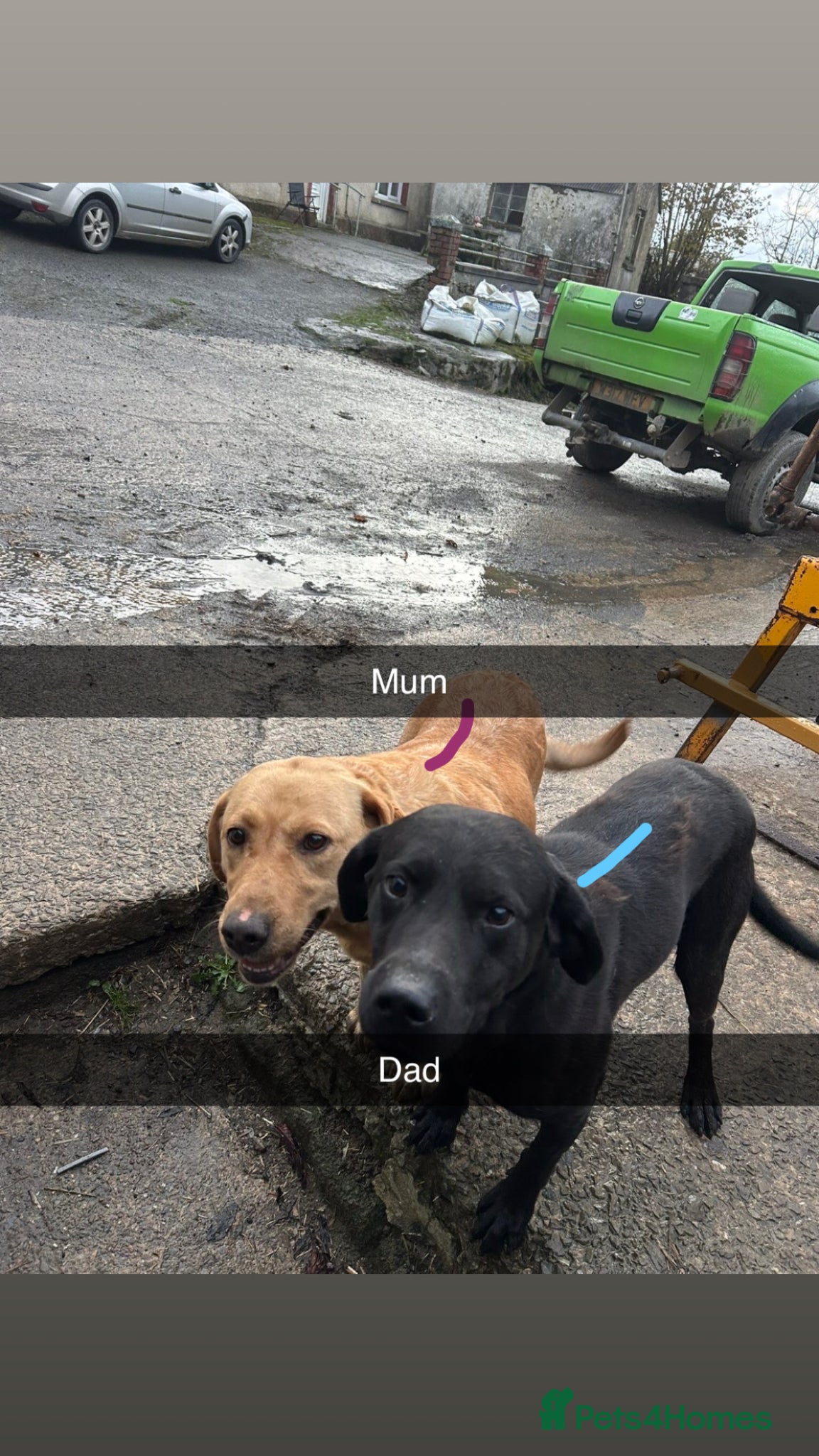 Labrador Retriever dogs for sale: Full male/ black Labrador 7months for sale  - Advert 9