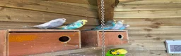 Budgerigars birds for sale: Baby budgies for sale Wigan  - Advert 9