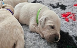Golden Retriever dogs for sale: GOLDEN RETRIEVER PUPPIES - you will fall in love  - Image 29