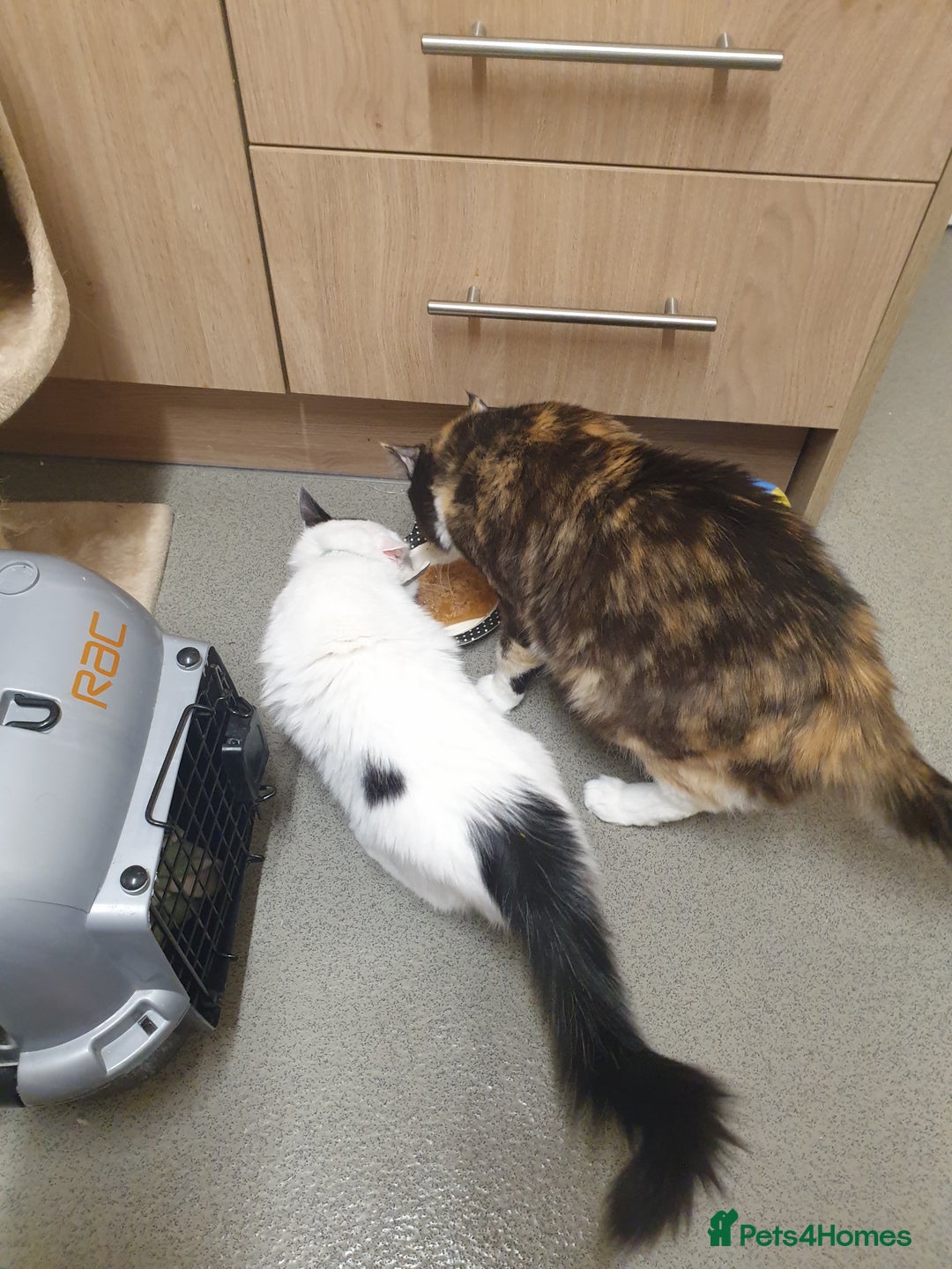 Mixed Breed cats for sale: Ragdoll mix kitten  - Advert 9