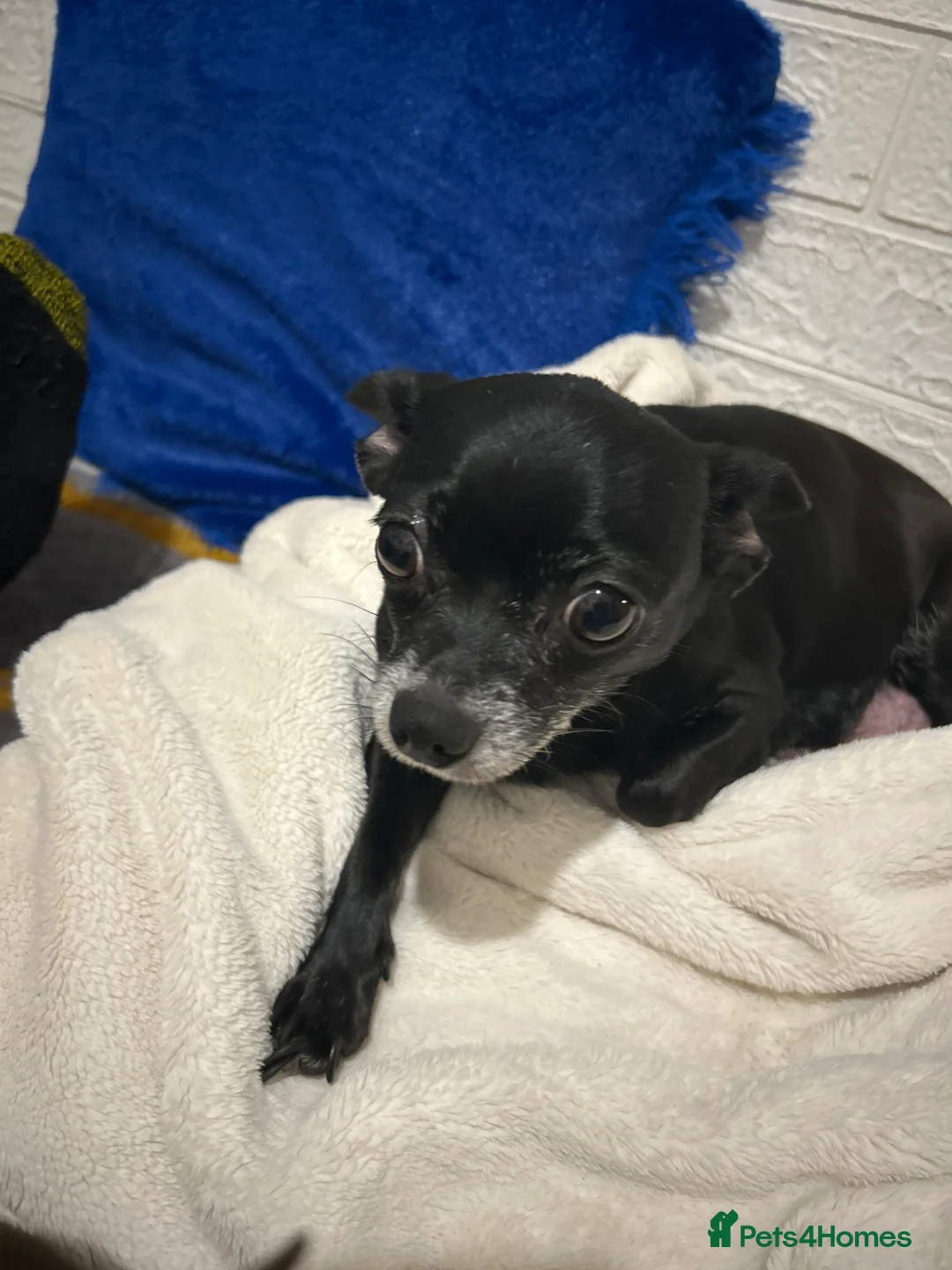 Chihuahua dogs for sale: Adorable Chihuahua 🐾🐶🐾🐶  - Advert 1