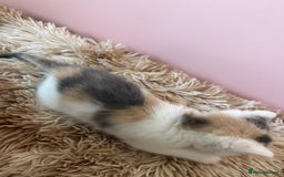 Mixed Breed cats for sale: 5 x gorgeous mixed kittens (4 left) - Image 6