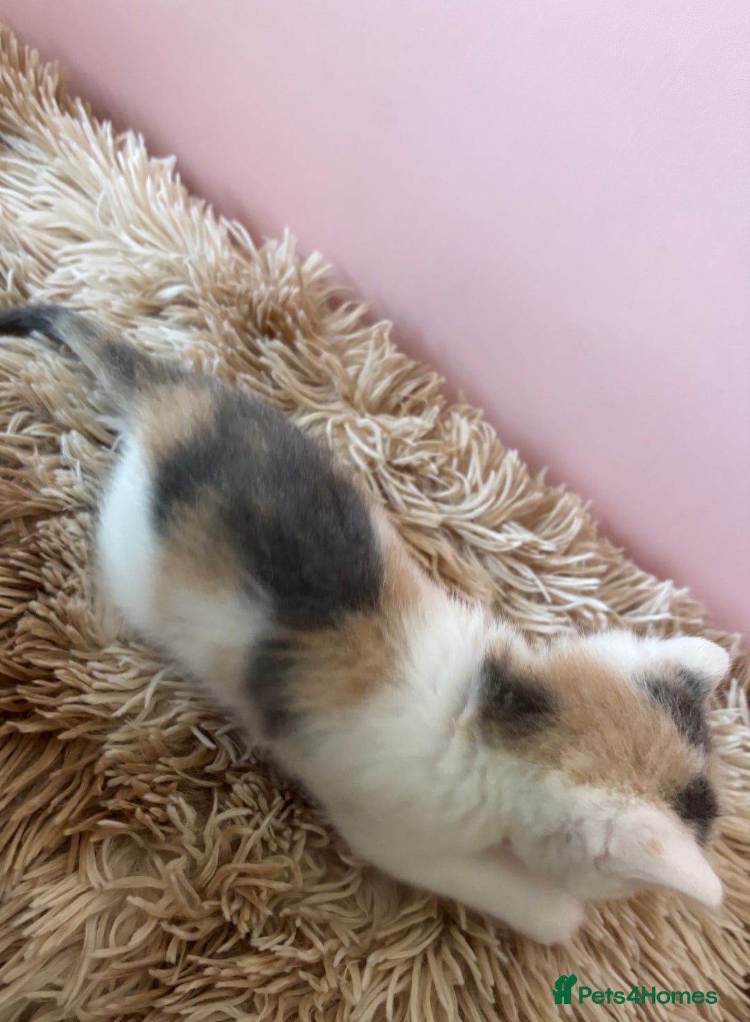 Mixed Breed cats for sale: 5 x gorgeous mixed kittens (4 left) - Image 6