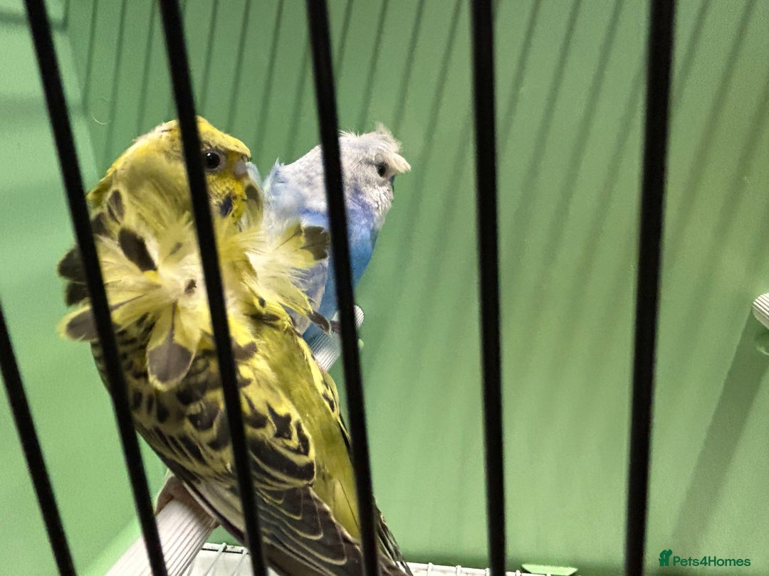 Budgerigars birds for sale: Black face, Black wing, splits, hogoromo budgies  - Advert 6