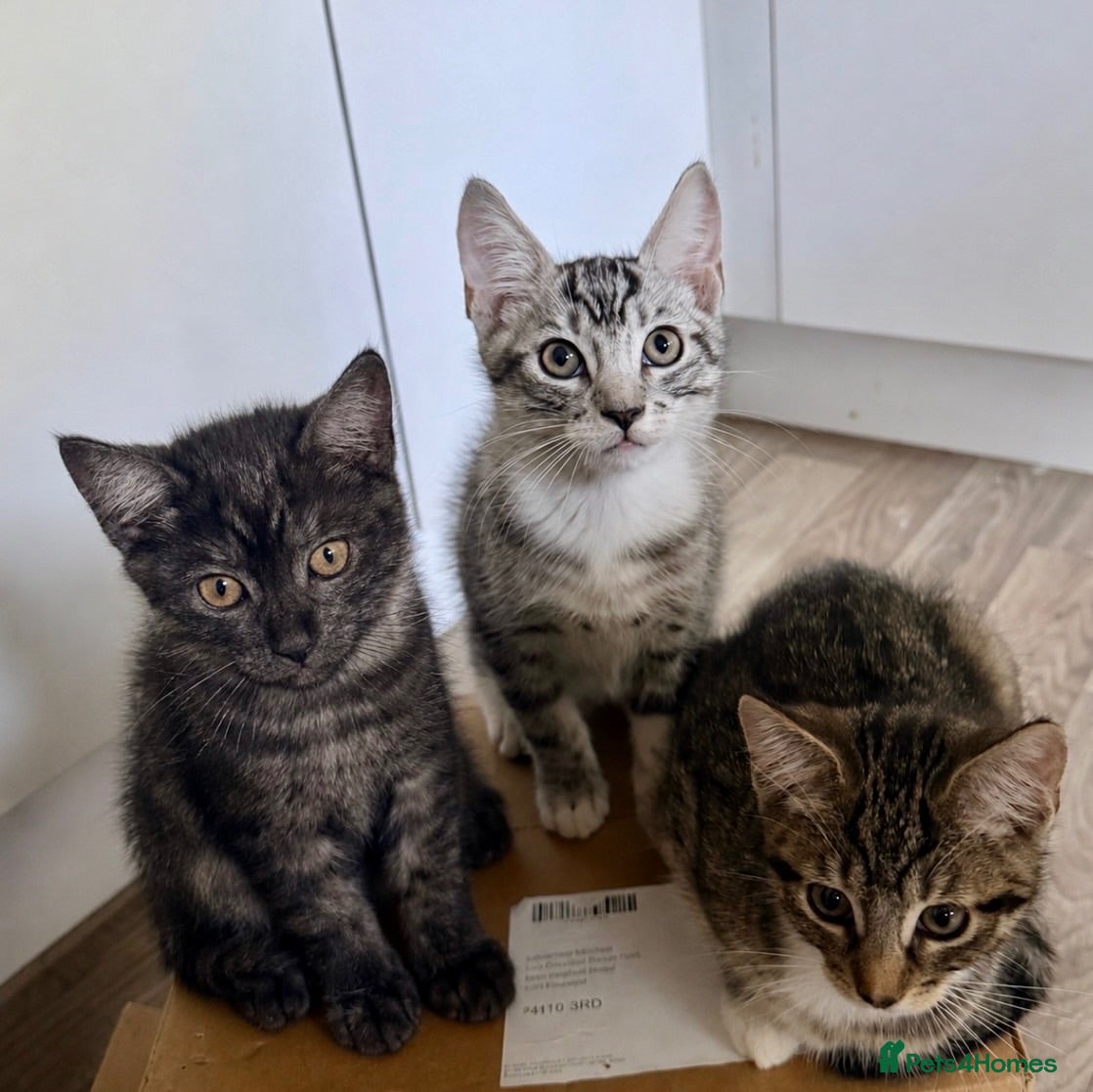 Maine Coon cats Maine Coon kittens - Advert 6