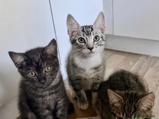 Maine Coon cats Maine Coon kittens - Advert 6