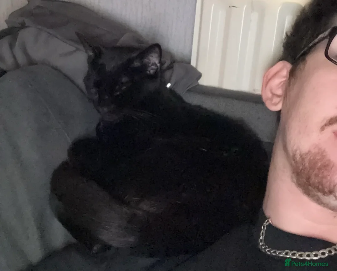 Mixed Breed cats for sale: Black cat  - Advert 5