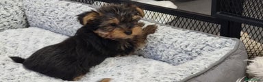 Yorkshire Terrier Puppy 3