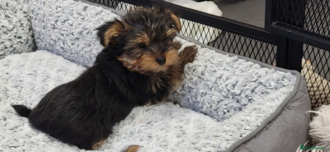 Yorkshire Terrier dogs for sale: Yorkshire Terriers puppies from Licensed Breeder  - Advert 10