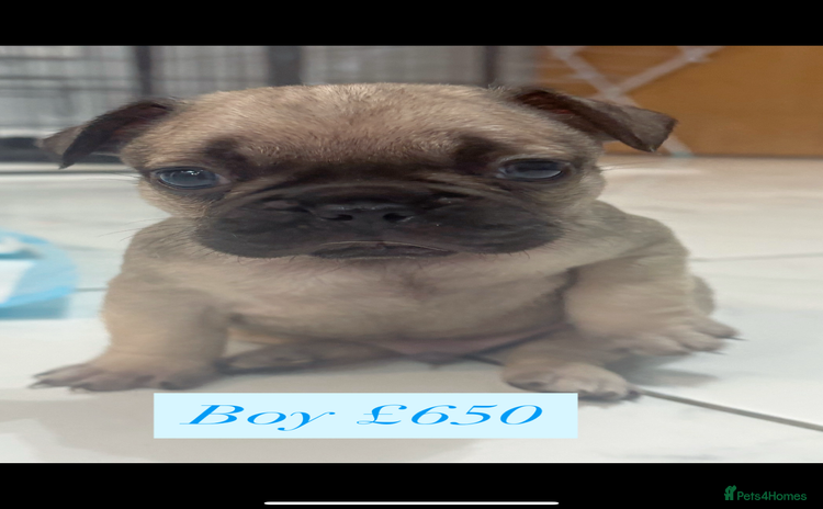 French Bulldog dogs - Advert 2