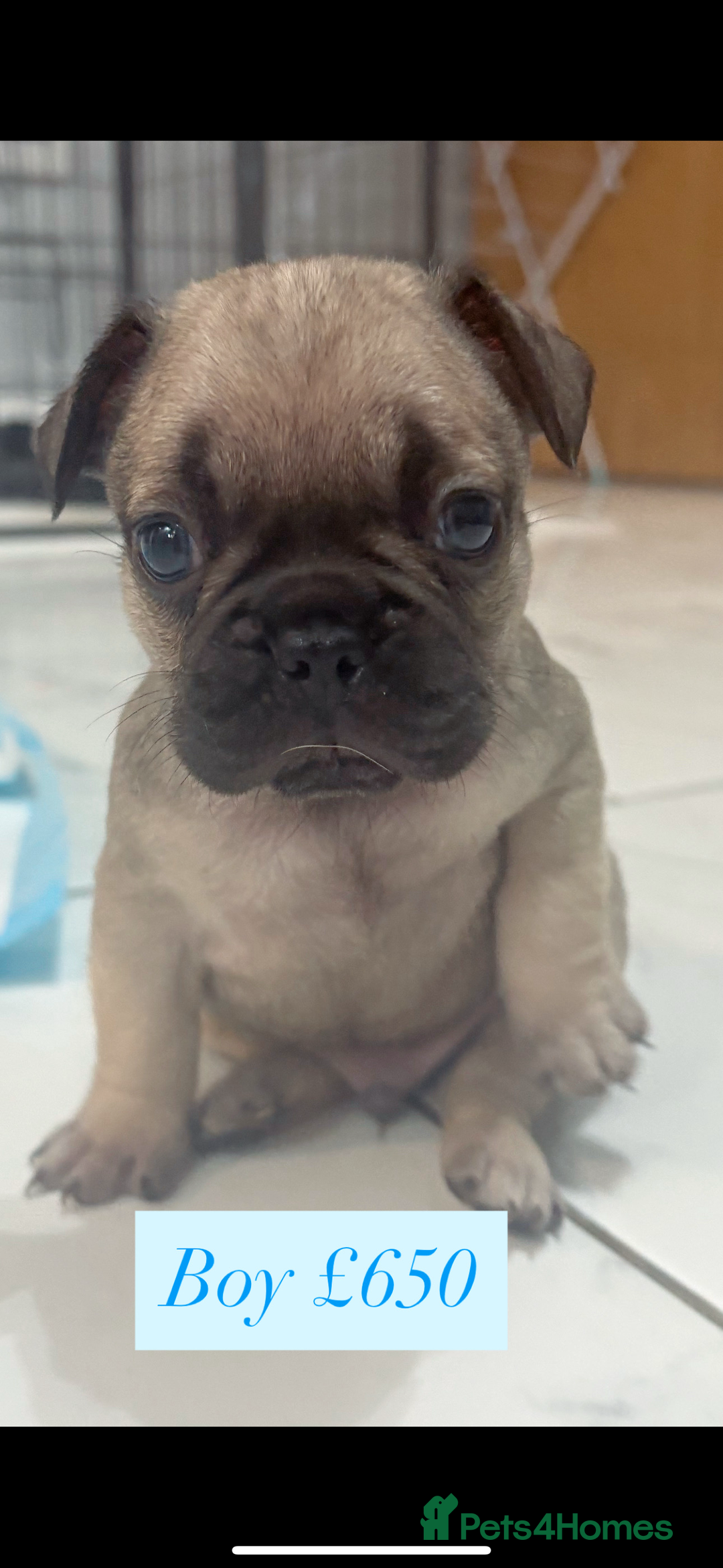 French Bulldog dogs for sale: French bulldog  - Image 1