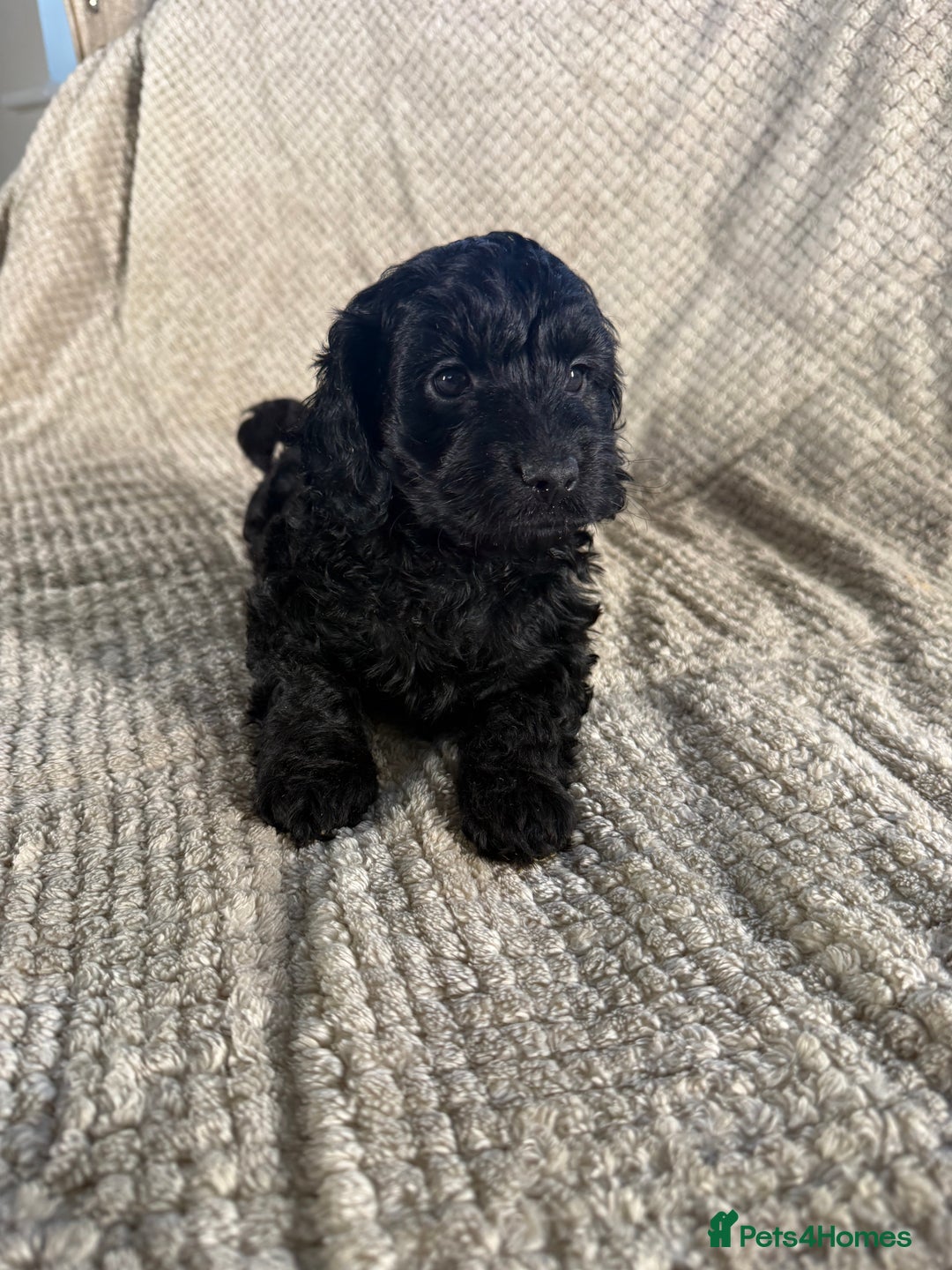 Cockapoo dogs for sale: F1 Cockerpoo Puppies For Sale  - Advert 12