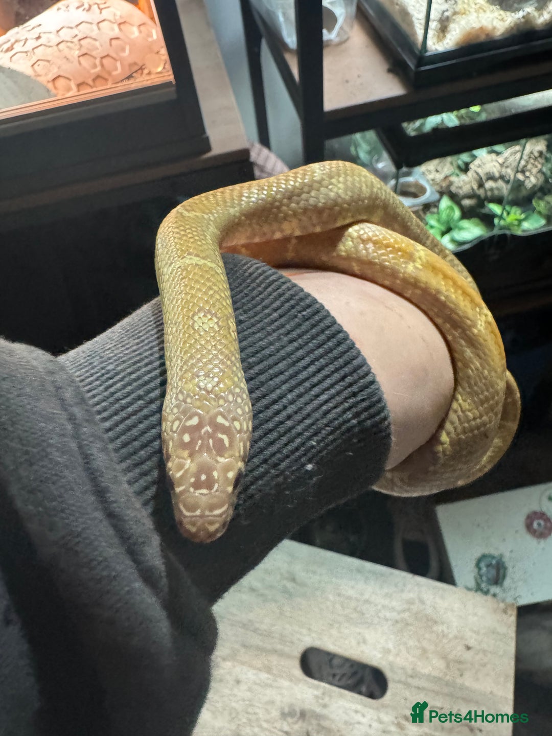 King Snake reptiles for sale: Florida Brooks King snake,Mexican Black Kingsnake - Advert 2