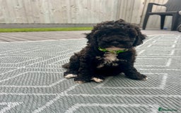 Maltipoo dogs for sale: Stunning F1b Toy Maltipoo puppies  in Bristol - Image 8