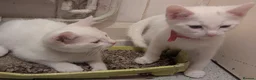 Mixed Breed cats for sale: Need to Go- Last Two, microchip included - Advert 28