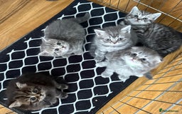 Scottish Fold cats for sale: Scottish fold kittens  - Image 1