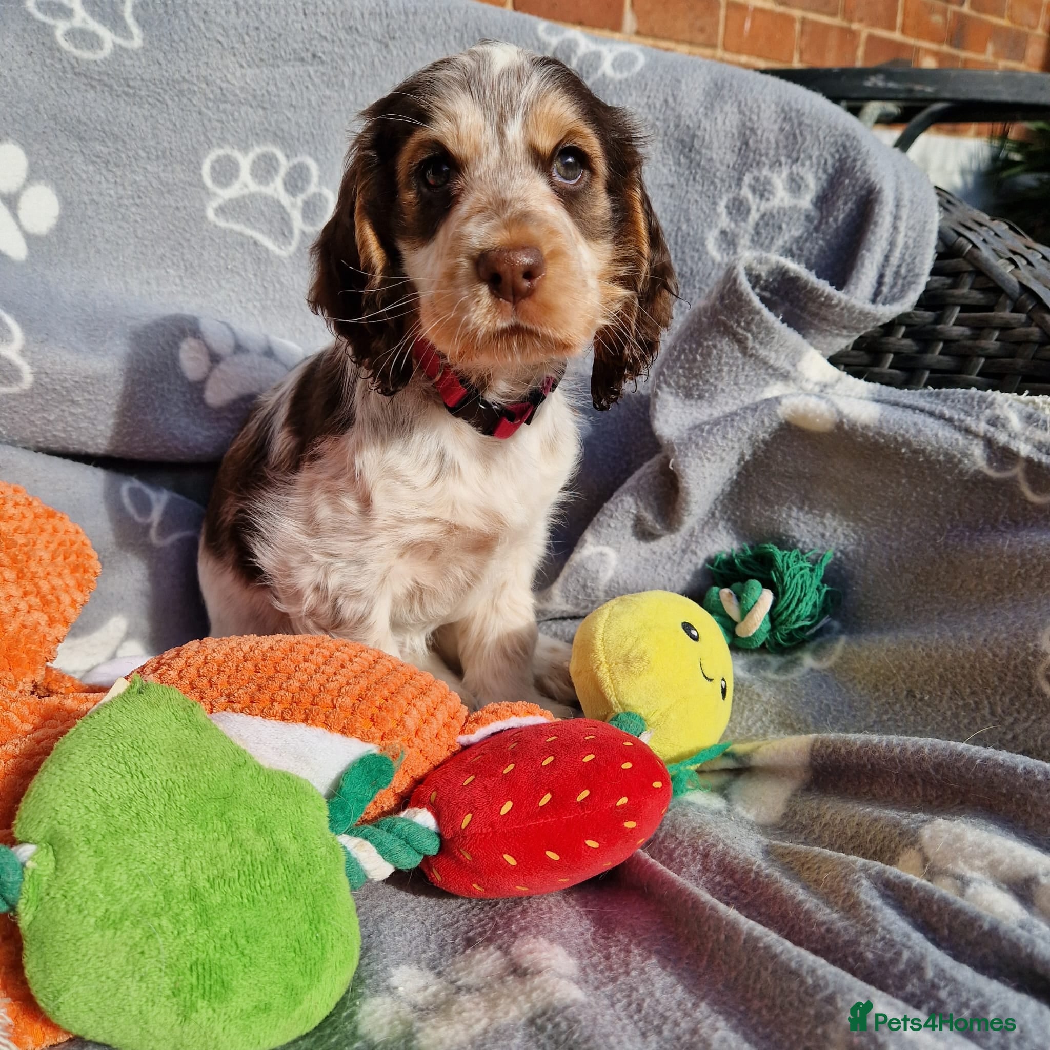 Cocker Spaniel dogs KC Registered Stunning Show tipe cocker spaniel  - Advert 14
