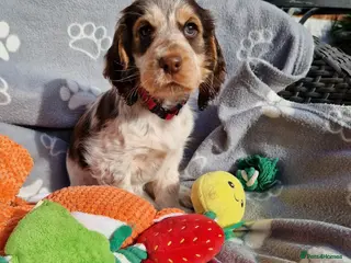 Cocker Spaniel dogs KC Registered Stunning Show tipe cocker spaniel - Advert 14