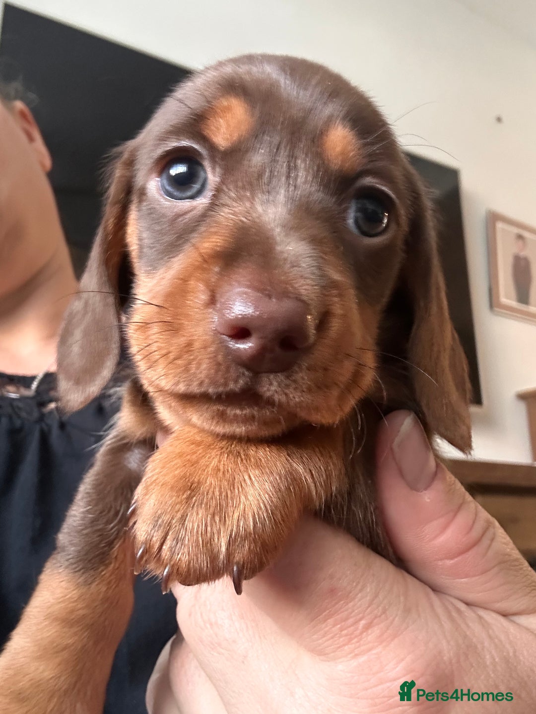 Miniature Dachshund dogs for stud: chocolate dapple miniature dachshund stud in Mansfield - Image 6