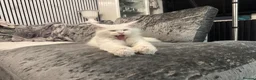 Maine Coon cats for sale: Mainecoon cat polydactyl male  - Advert 12