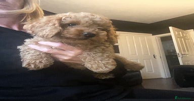 Doxiepoo dogs - Advert 8