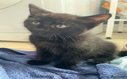 Mixed Breed cats for sale: 2 black males left  - Image 2