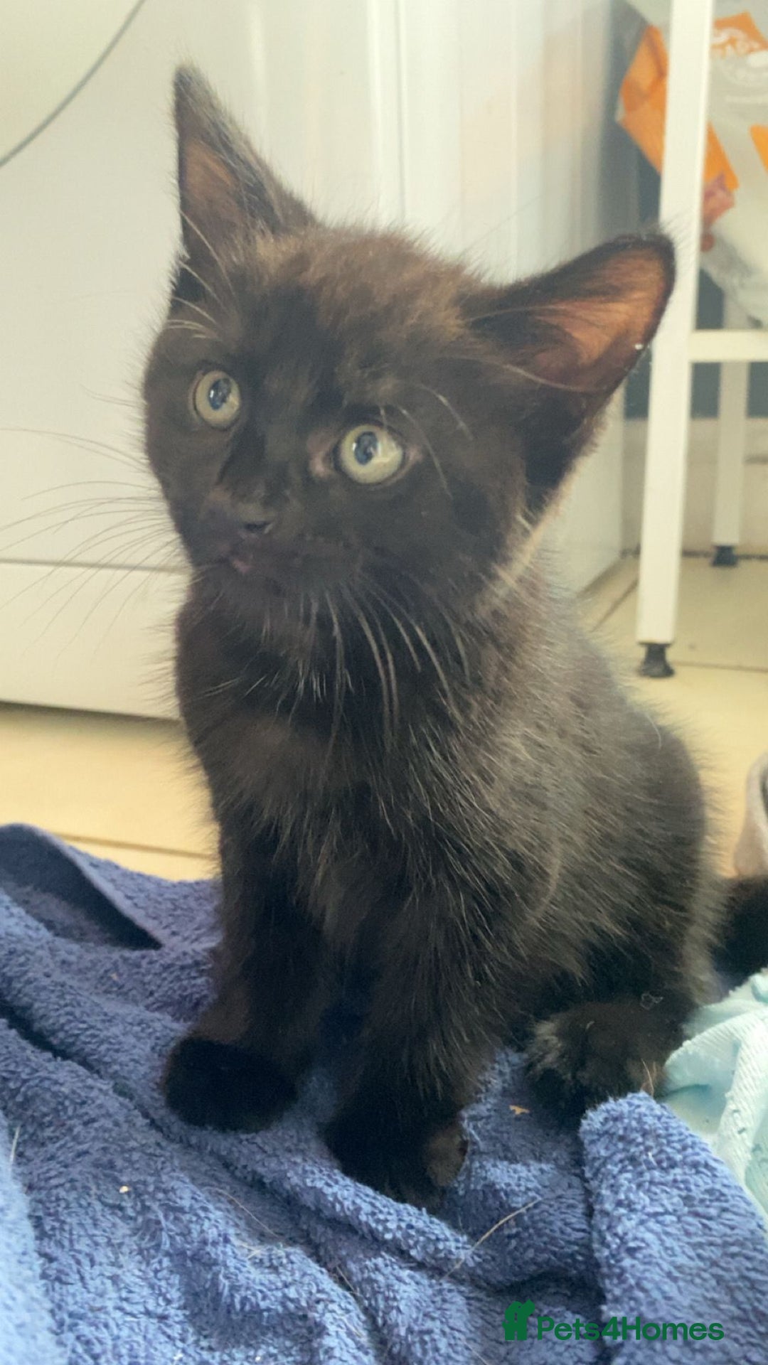 Mixed Breed cats for sale: 2 black males left  - Image 2