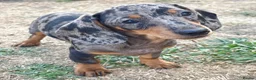 Miniature Dachshund dogs for sale: Miniature Dachshund Puppies - Ready for homes - Advert 11