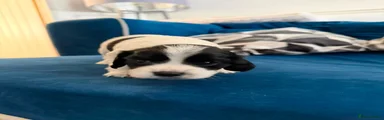 Oreo