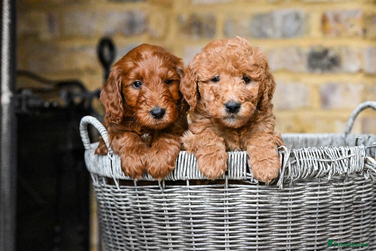 Mini Goldendoodle dogs *Stunning Mini Goldendoodles*   - Advert 1