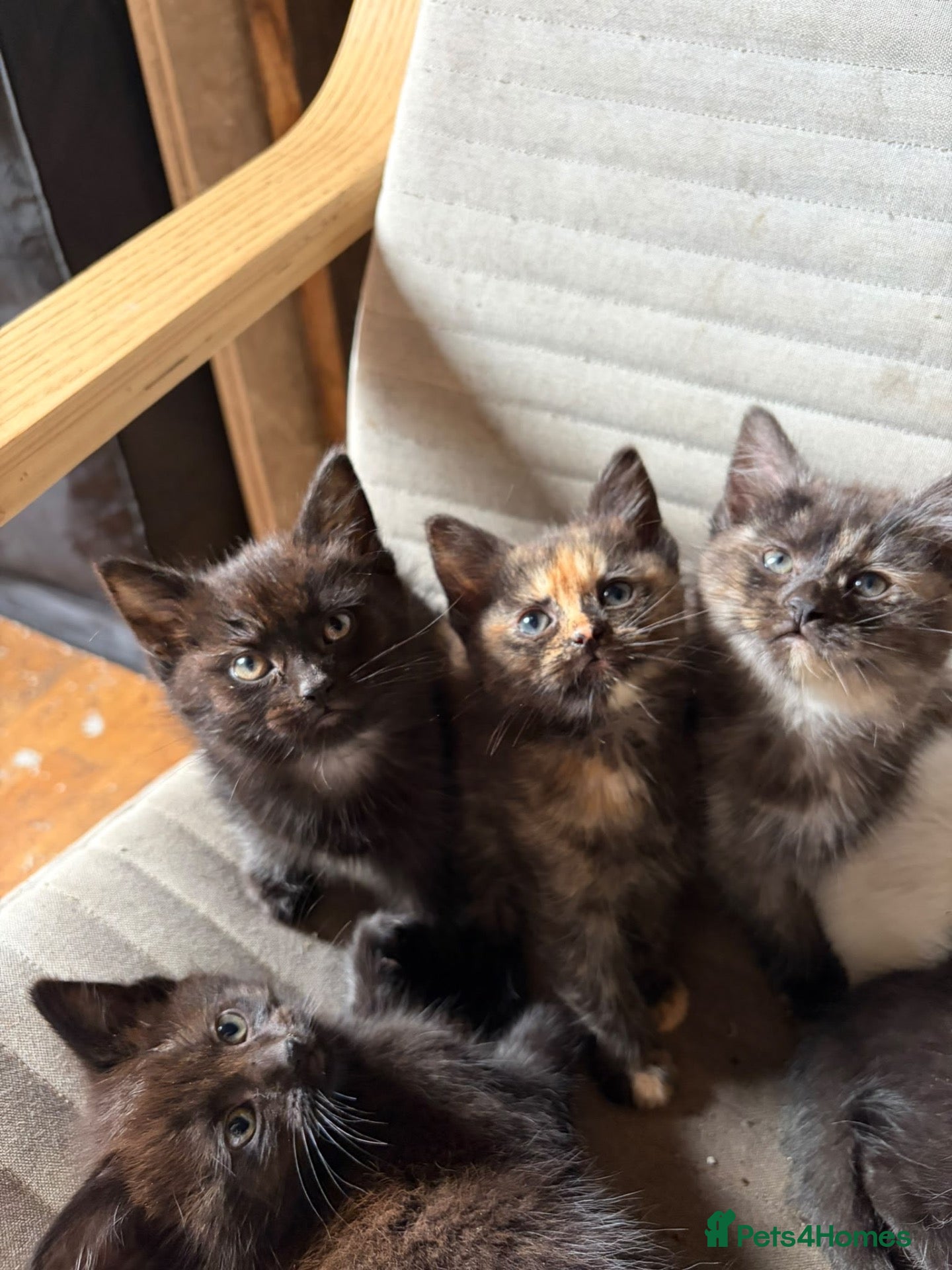 Maine Coon cats 5 half Maine coone kittens ready to go  - Advert 14