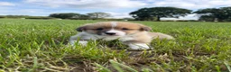 Welsh Corgi Pembroke dogs for sale: KC Registered Welsh Corgi Puppies  - Advert 4