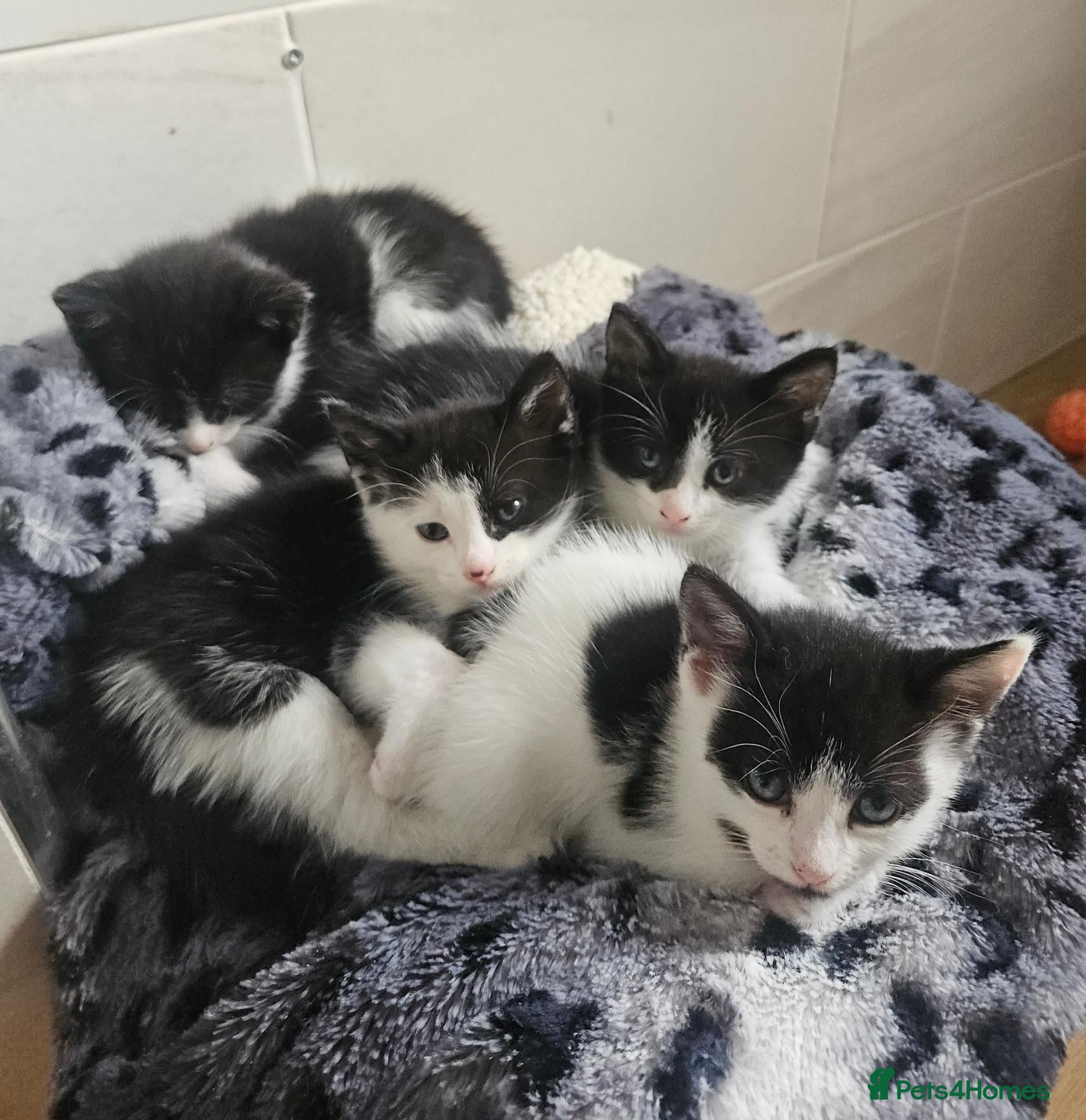 Mixed Breed cats 4 Black and White Kittens Loving & Friendly - Advert 16