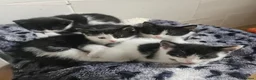 Mixed Breed cats for sale: Very friendly playful Kittens 3 boys 1 girl - Advert 3