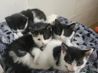 Mixed Breed cats 4 Black and White Kittens Loving & Friendly - Advert 1