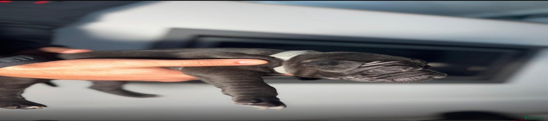 Staffordshire Bull Terrier Puppy 3