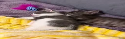 Mixed Breed cats for sale: Male kitten  - Advert 5