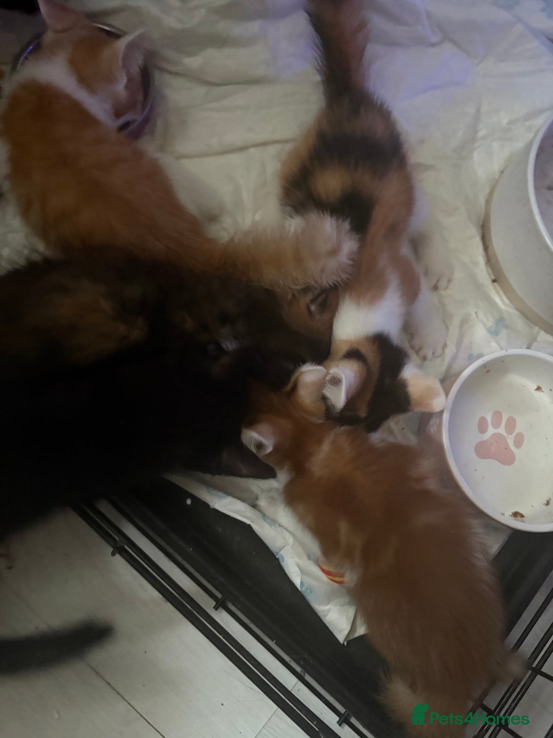 Mixed Breed cats for sale: Only 3 kittens left! - Image 29