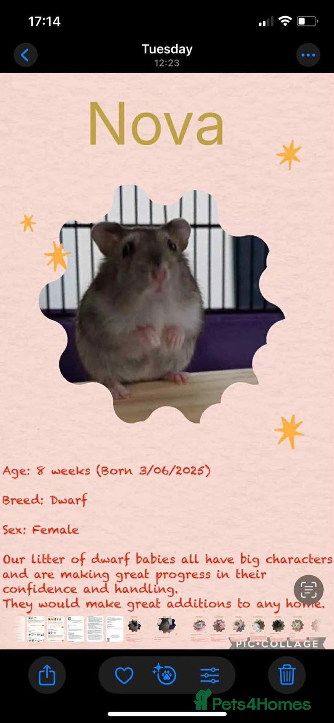Hamster rodents for sale: Hamsters for adoption  - Image 10