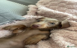 Miniature Dachshund dogs for sale: Miniature Daschund Puppy - Image 4