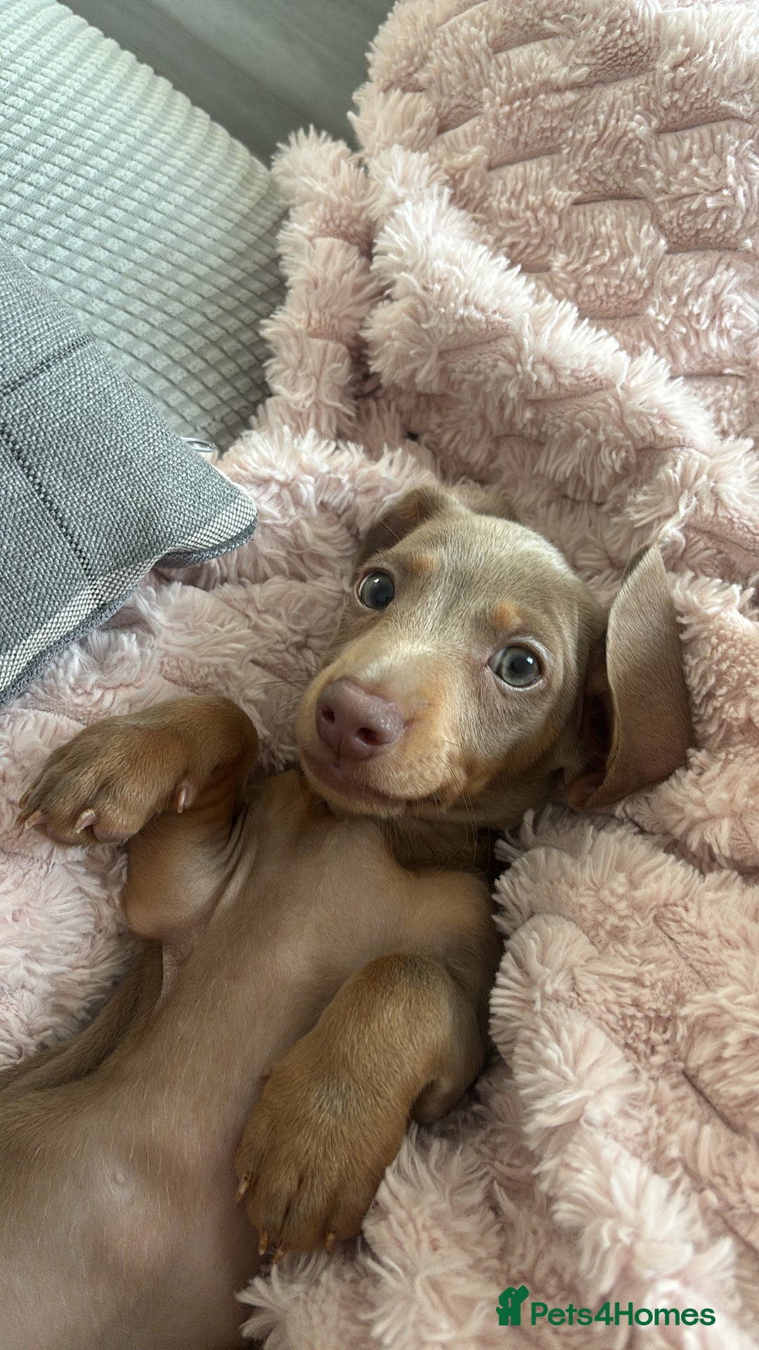 Miniature Dachshund dogs for sale: Miniature Daschund Puppy - Image 4