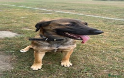 Mixed Breed dogs for sale: Belgium Mali x - Image 2